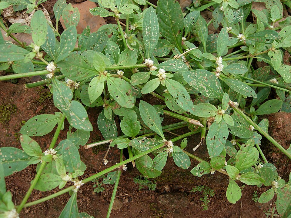 Mukunuwenna